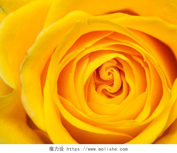 盛开的黄色玫瑰花特写黄玫瑰 